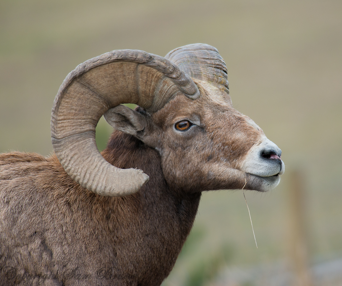 BigHorn