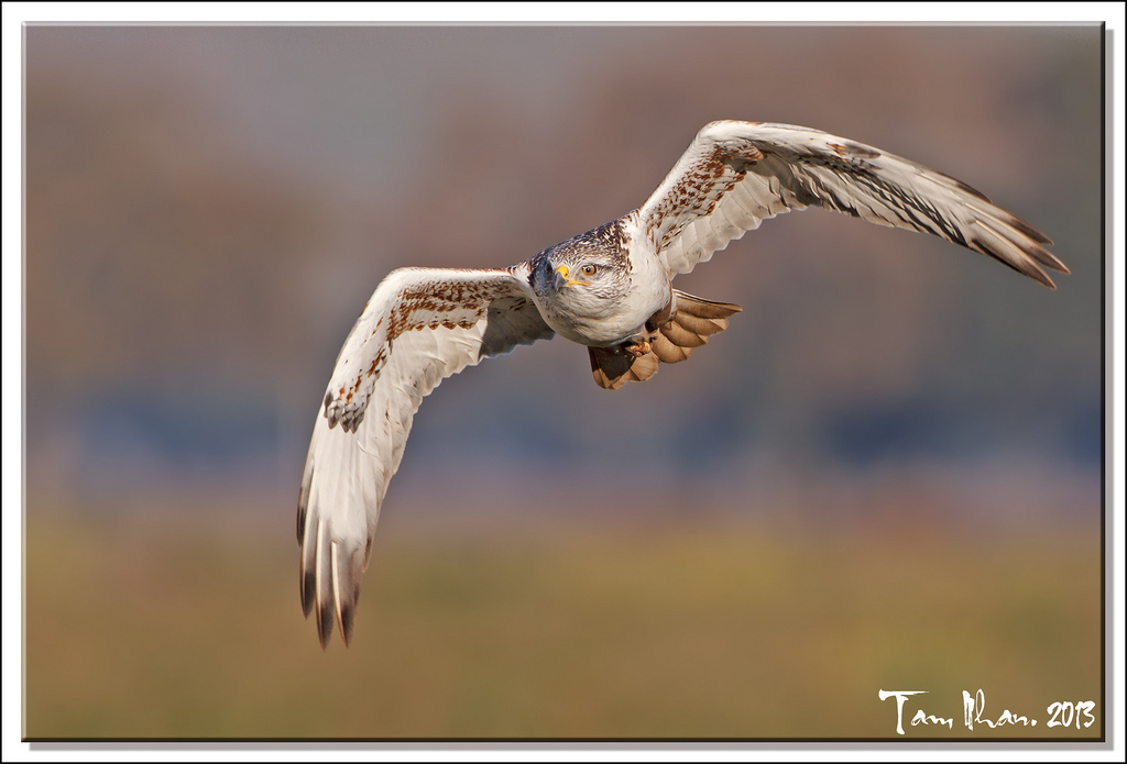 Flying to higher ground for better view to hunt - Ferruginous Hawk