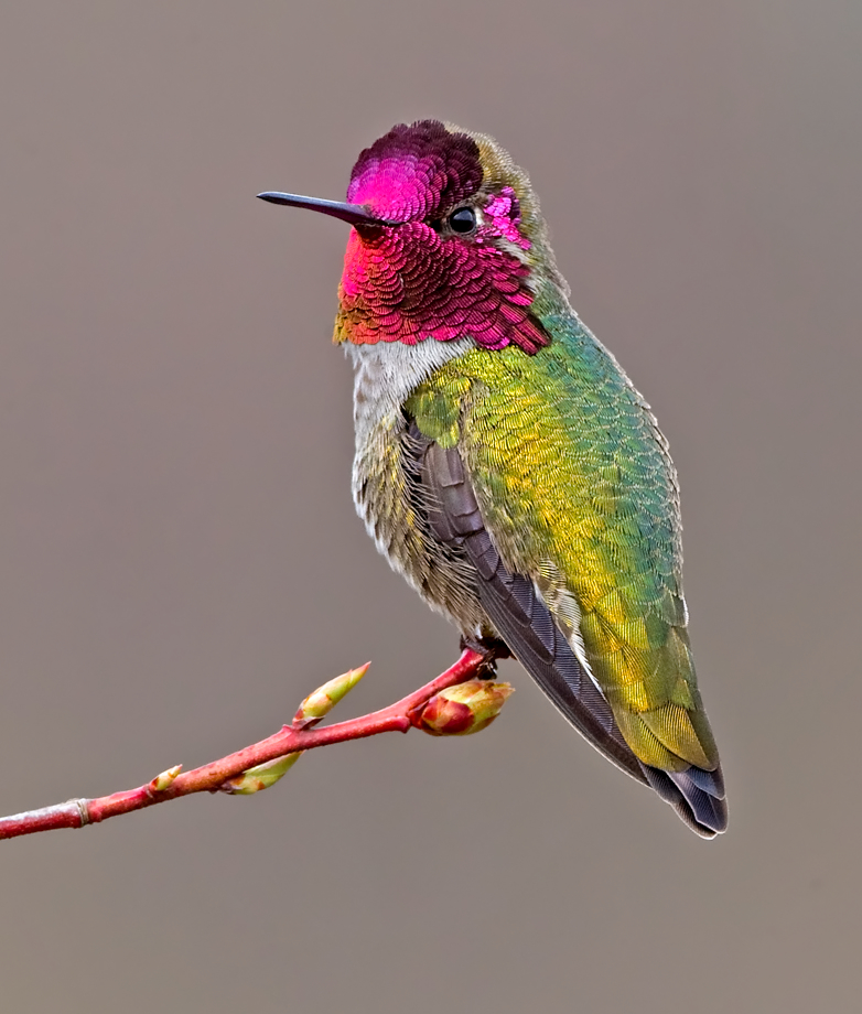Hummer portraits and a BT