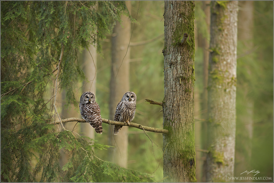 Barred Owl Pair in Habitat