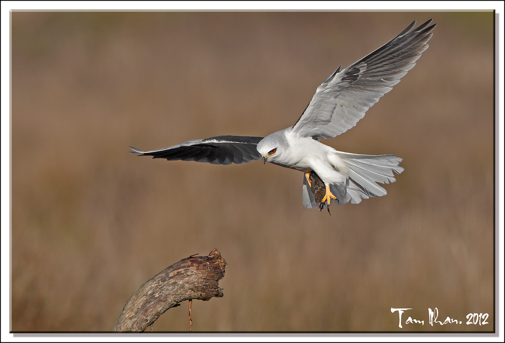 Final Destination?  For White-Tailed Kite or a Vole.