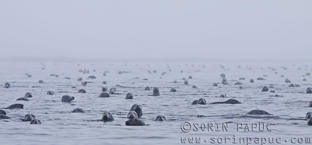 A sea of sea'ls