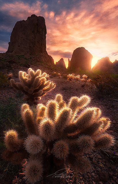 Cholla Sunrise... seeking Critique.