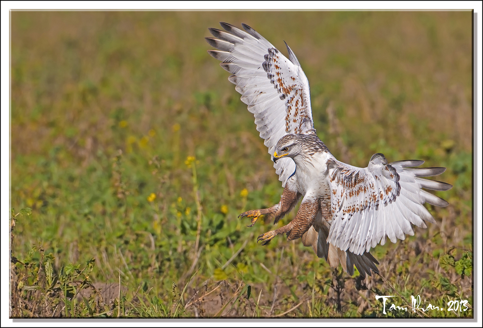 Swooping down - Talons out - But no mouse / vole