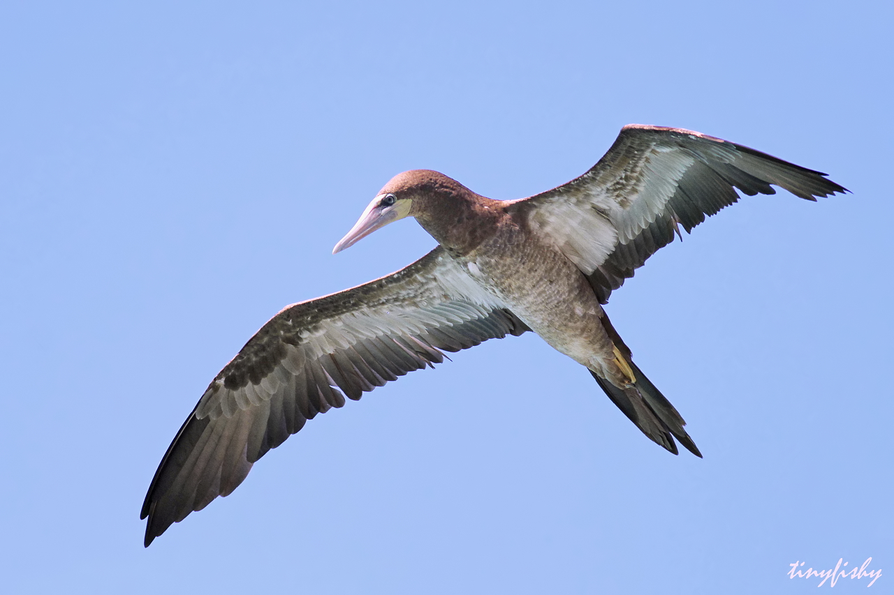 Brown Booby Catching Flying Fish In Mid-Air
