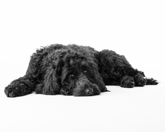 Pet portraits