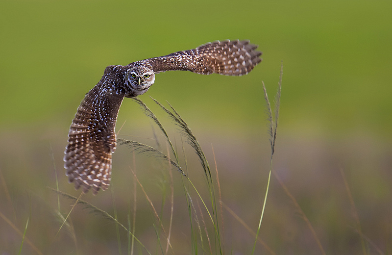 Flying Burrowing Owl