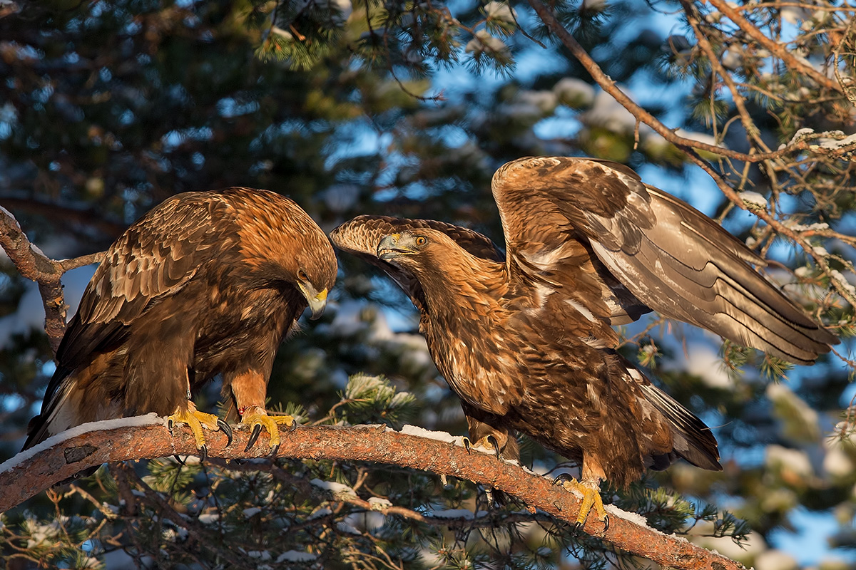 Golden eagle mating