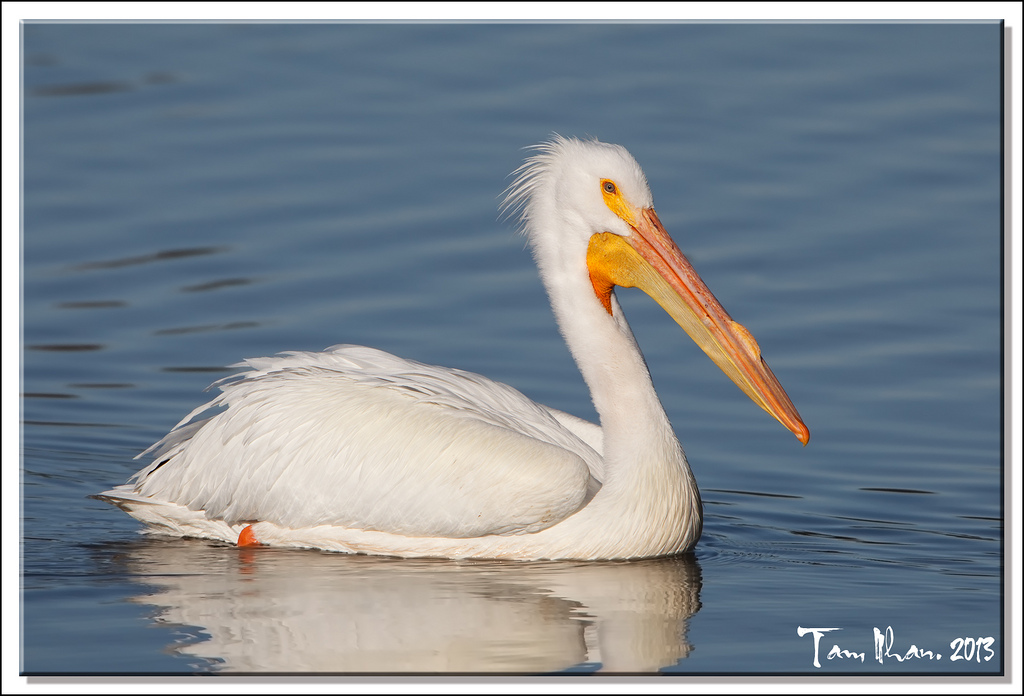 White pelican