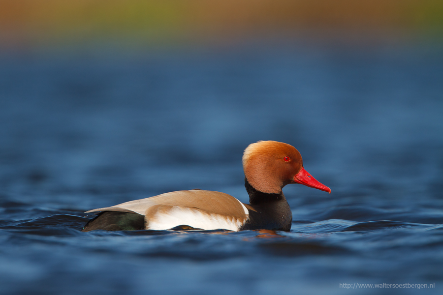Waterbirds with LPOV