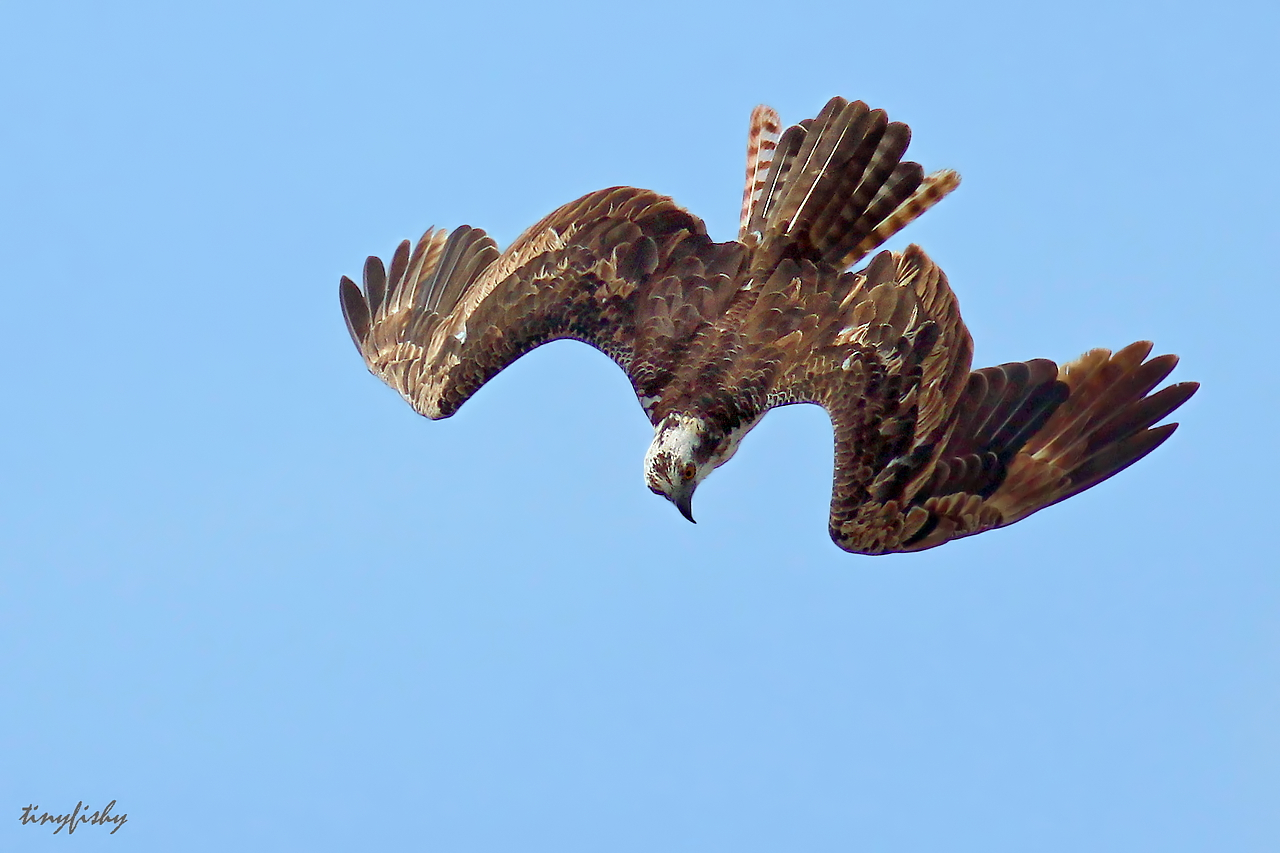 The Most Powerful Raptor ???