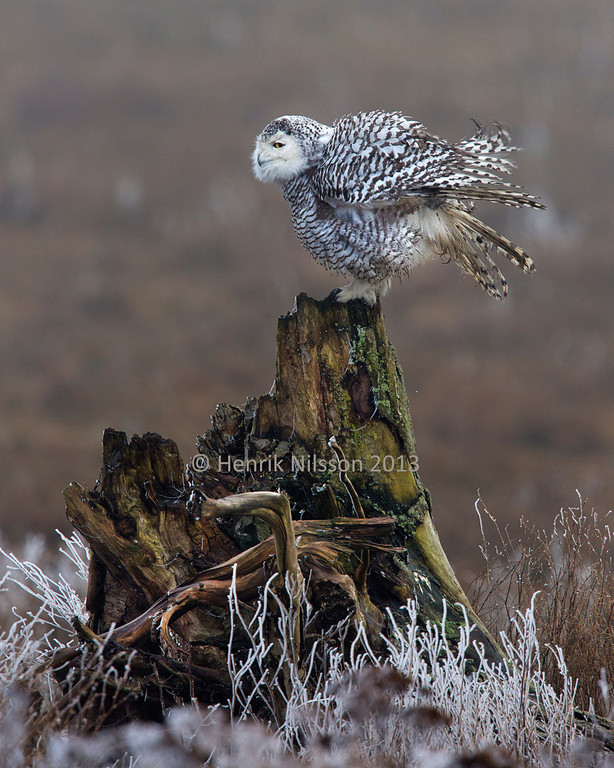 owls, a harrier and some small bird.