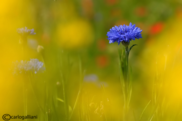 Poppies and cornflowers fields