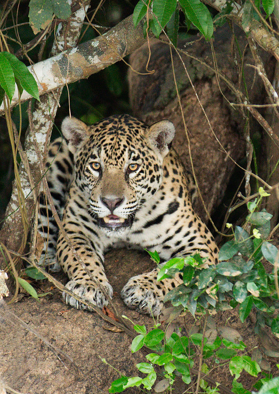 Just Jaguars(32!)