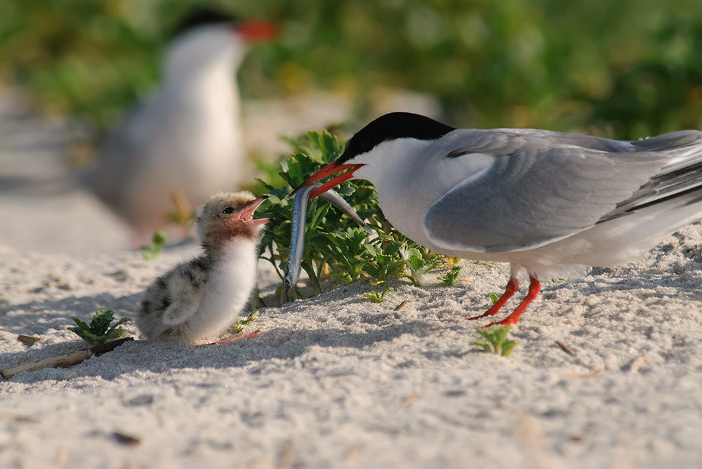 Tern chick feeding (22)