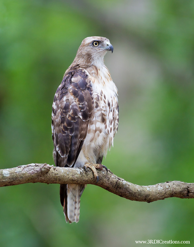 Red-tailed Hawk catching a Squirrel