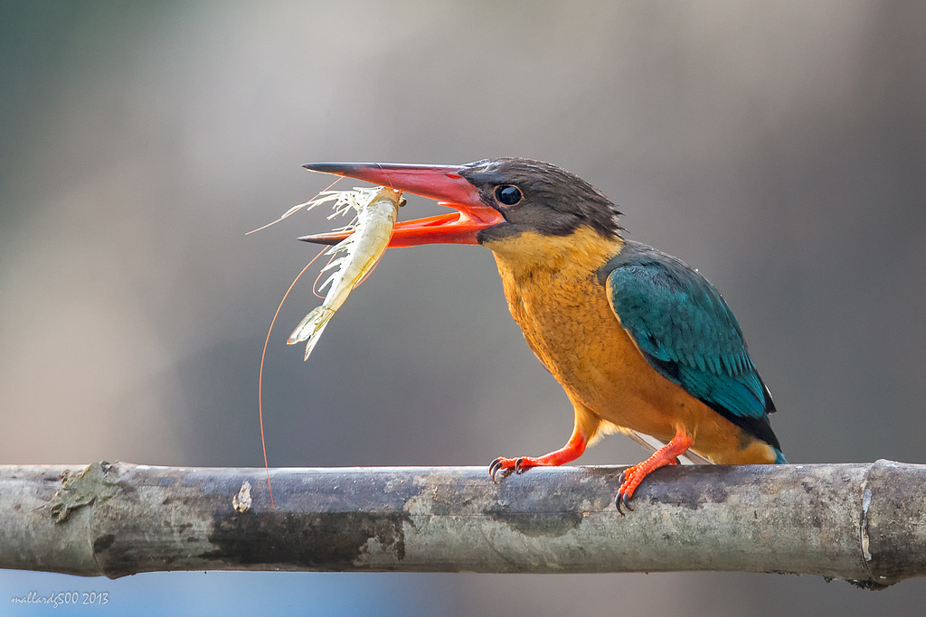 Kingfishers of Malaysia [10]