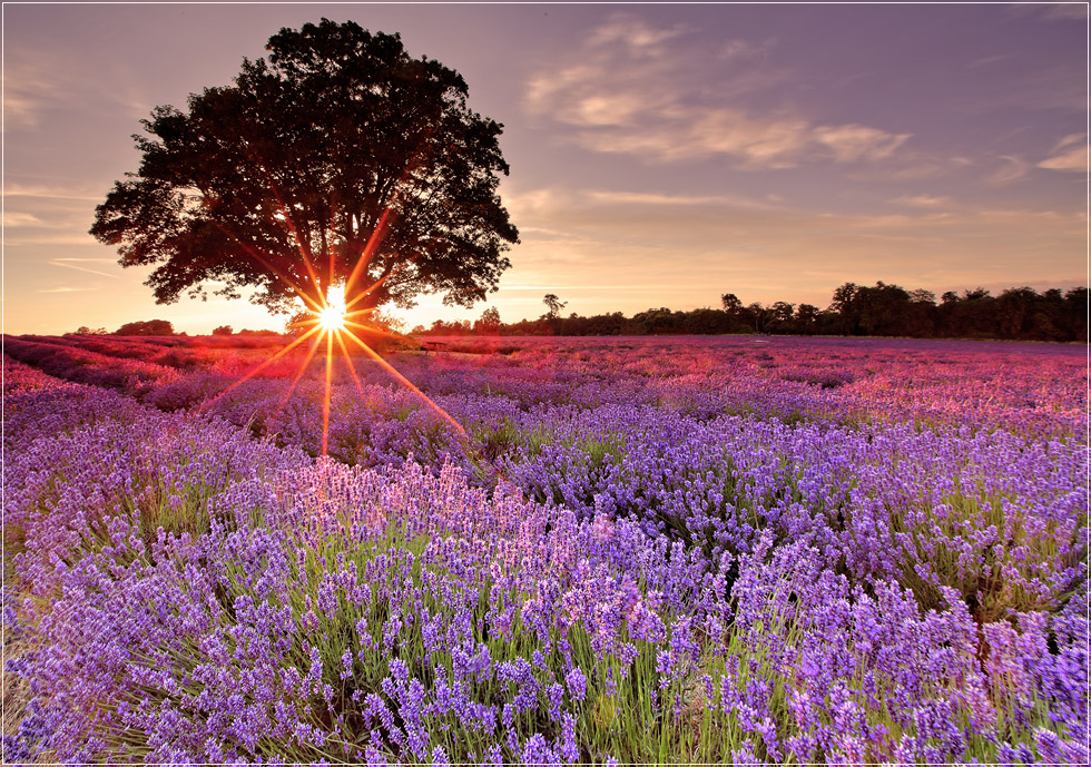 Lavender Star