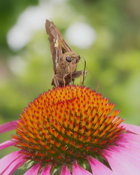 QuizAnswer!Patience needed in a fast moving garden &amp; Quiz (13)