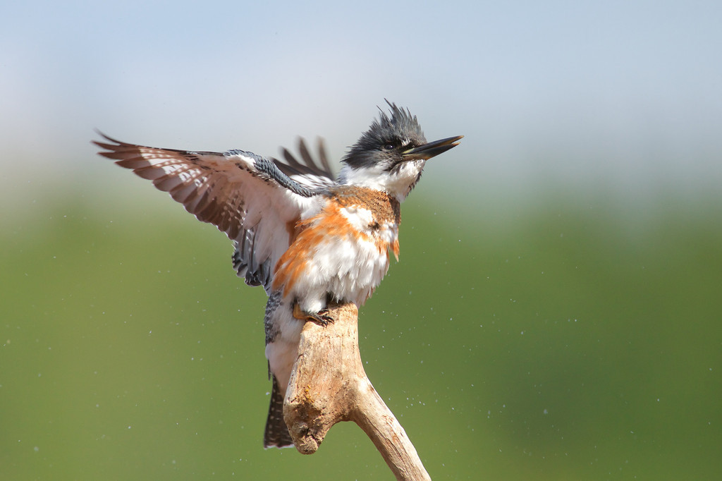 belted kingfishers