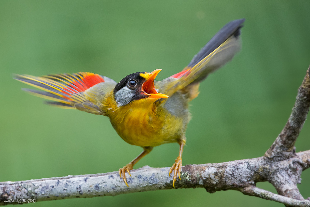 Birds of Malaysia Part 4 - Mesia and Bee Eater [10]