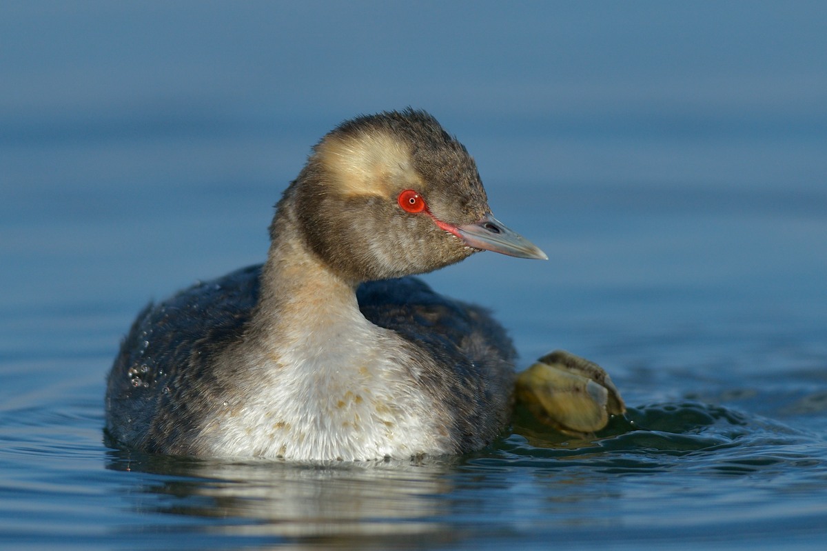 Horned Grebe