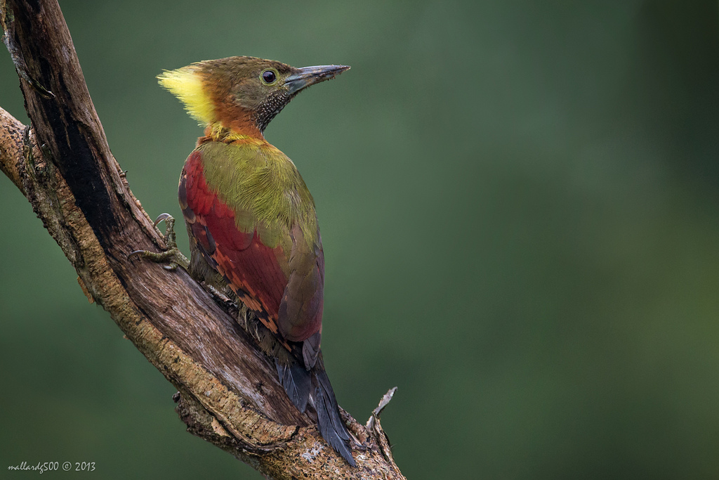 Birds of Malaysia Part 5 - Mixed Bag [10]