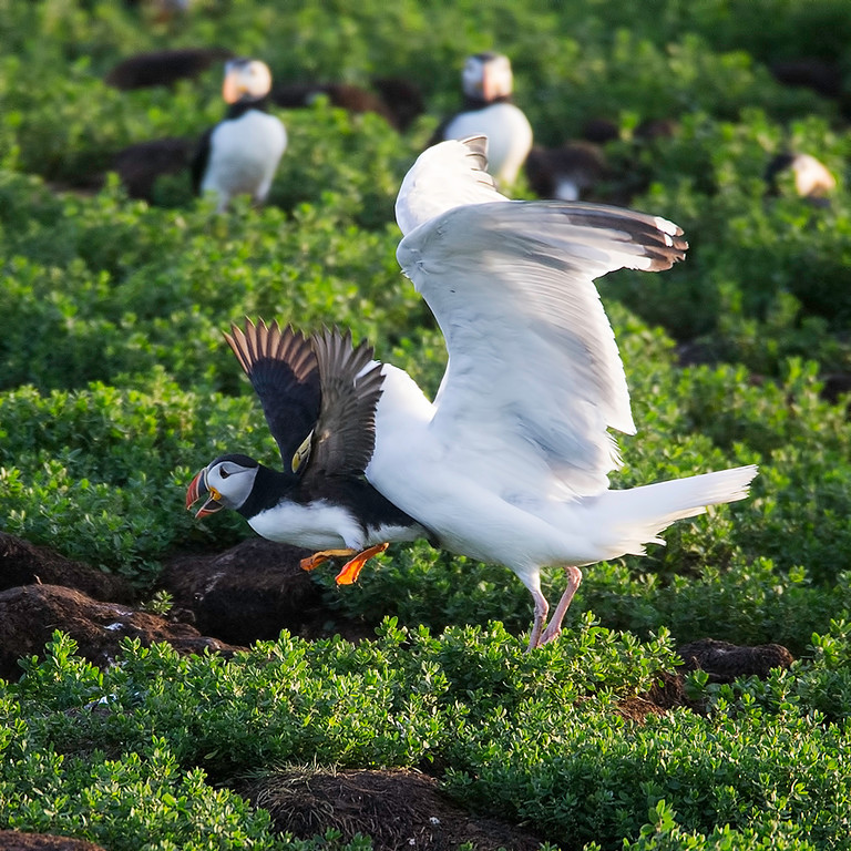 It ain't easy being a puffin (Graphic Images)