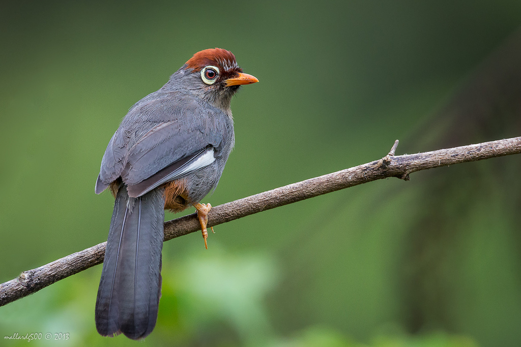 Birds of Malaysia Part 6 - Various [14]