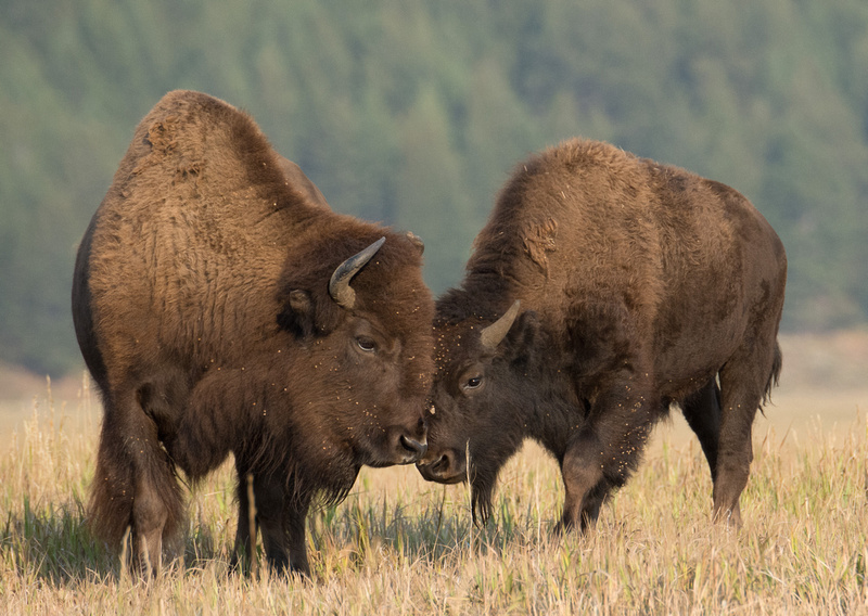 Buffalo Love