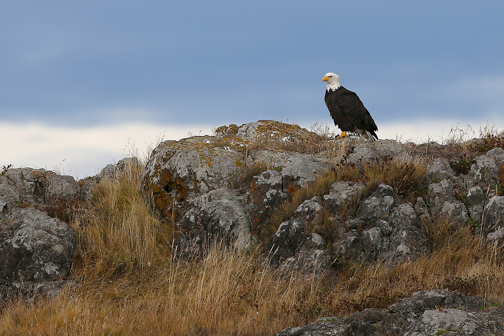 San Juan Island Wildlife, left the RAW at home (23)