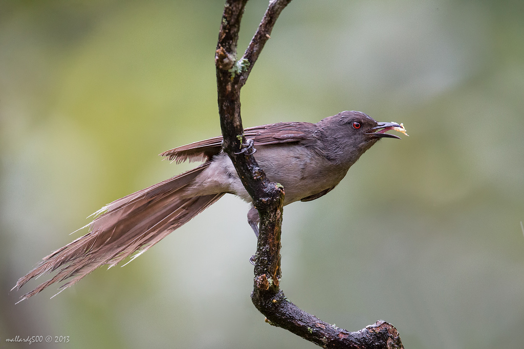 Birds of Malaysia Part 7 of 7 [20]