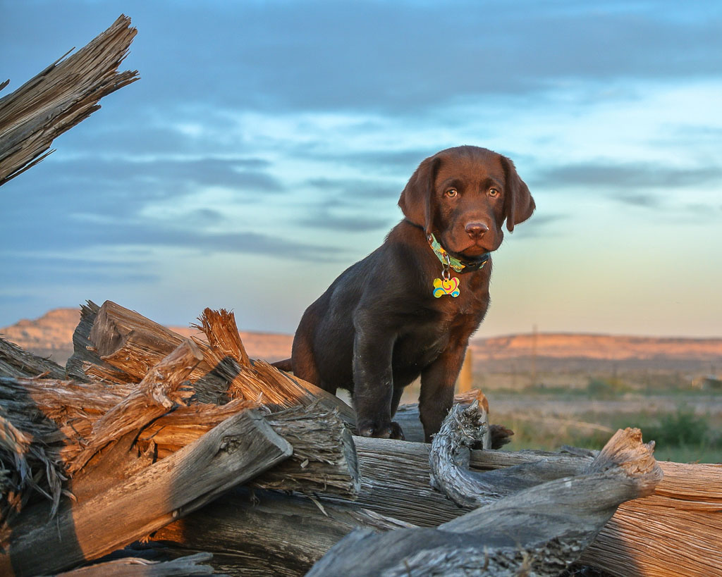 nikon J1 sunset portrait of my puppy