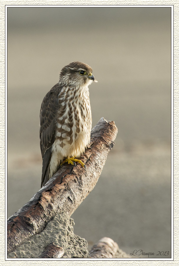 Merlin Falcon