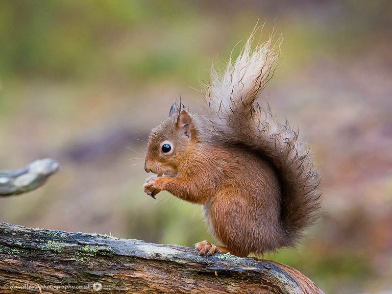 Scottish Wildlife (10)