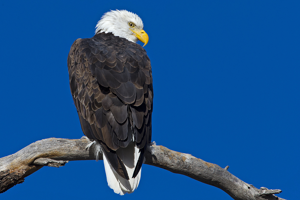 Bald Eagle New Posters