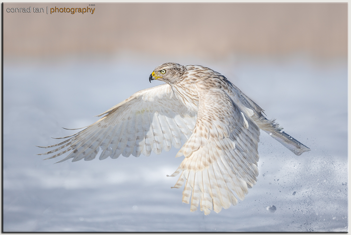 A Dozen Snow Birds!