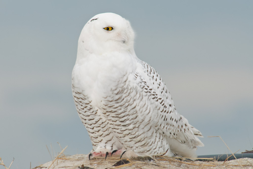 Snowy Owl Assortment