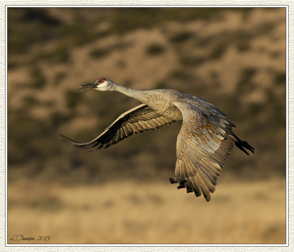 A couple of shots from Bosque