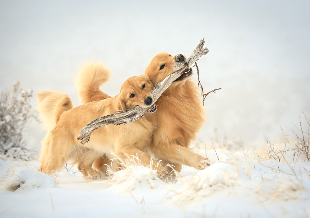 Snowy Goldens