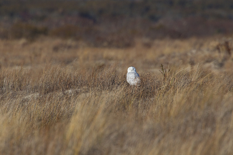Assateague Island Snowy Owls