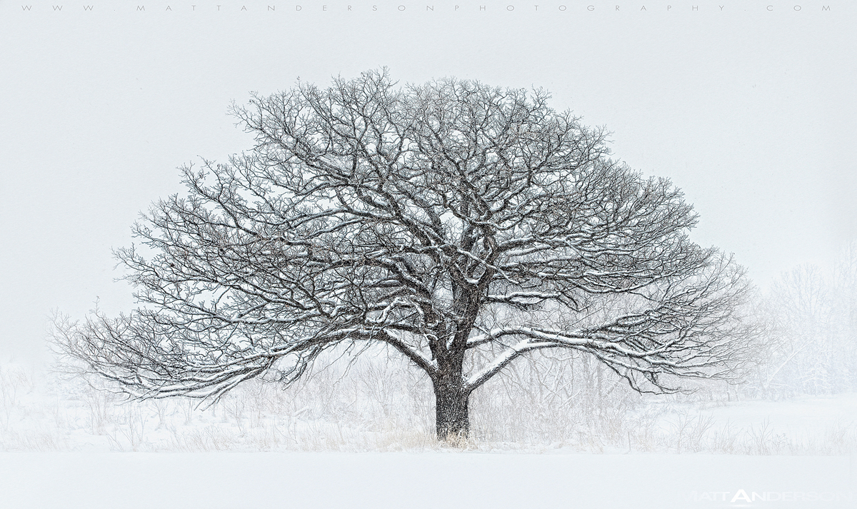 Winter Tree #12