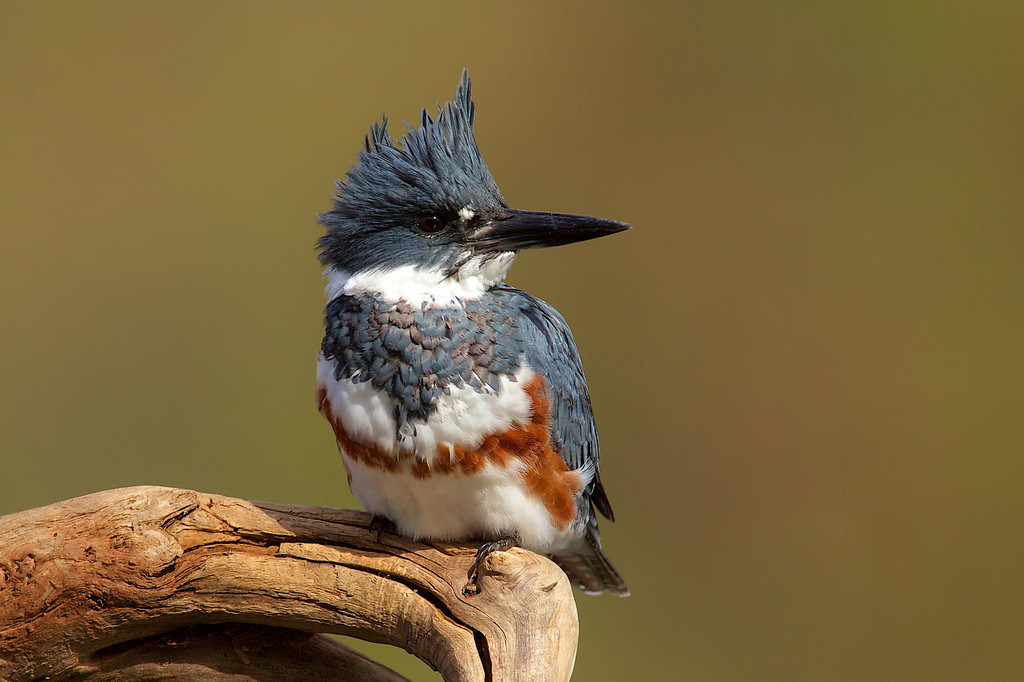 belted kingfishers