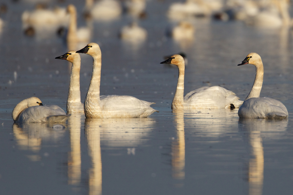 Tundra Swan Soiree (14)