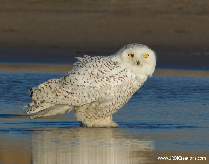 Bathing Snowy Owl