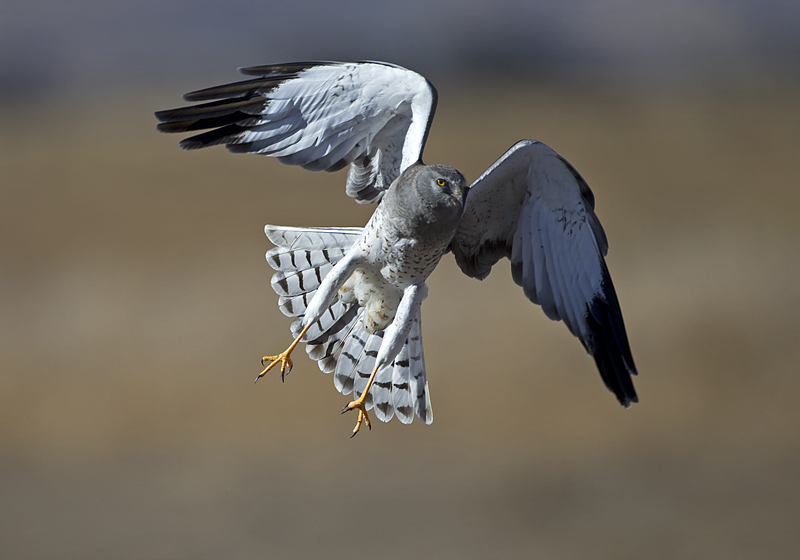 Northern Harrier