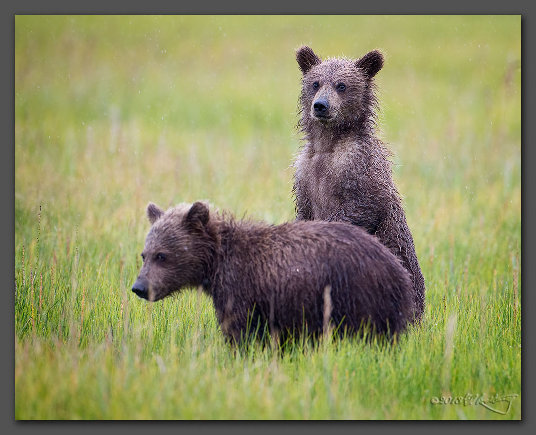 A few more Alaskan Grizzlies (12)