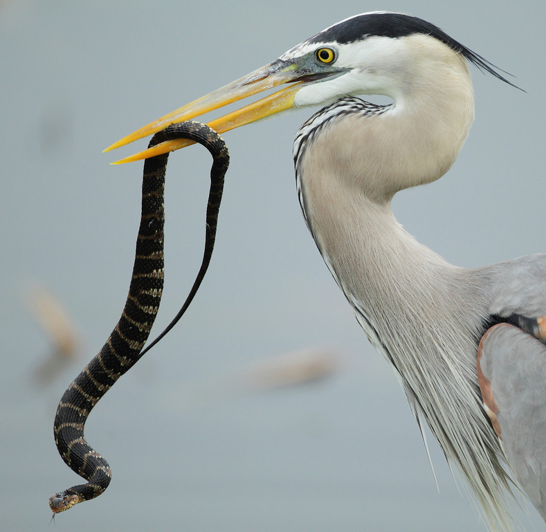 GBH vs. Snake