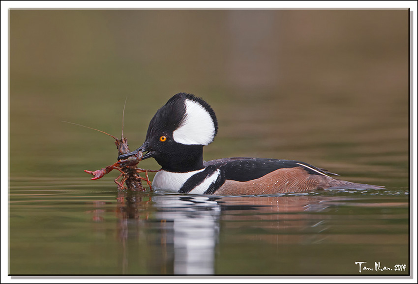 Hooded Merganser: Hang around, show off, court, eat, what else ...
