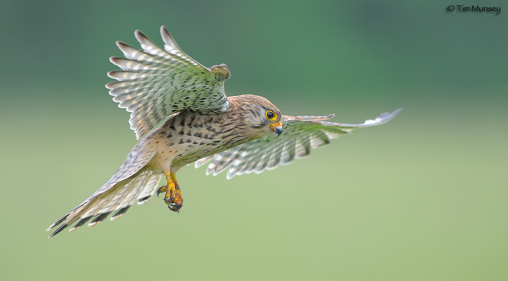 Kestrel collection